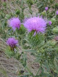 Attēlu rezultāti vaicājumam “Cirsium vulgare”