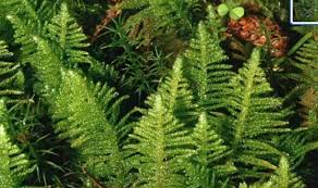 Attēlu rezultāti vaicājumam “Ptilium crista-castrensis”