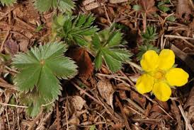 Attēlu rezultāti vaicājumam “Potentilla erecta leaf”