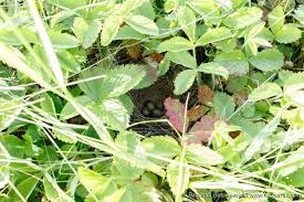 Attēlu rezultāti vaicājumam “Emberiza schoeniclus nest”