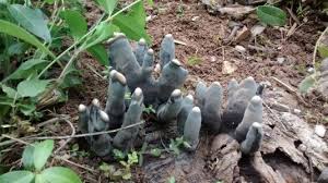 Attēlu rezultāti vaicājumam “Xylaria polymorpha”