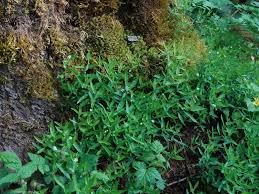 Attēlu rezultāti vaicājumam “Moehringia trinervia leaf”