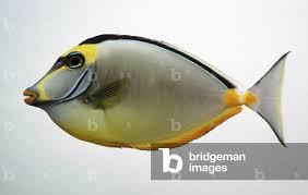 Image result for Naso lituratus