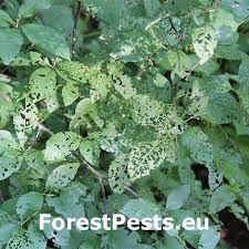 Attēlu rezultāti vaicājumam “Gonioctena”