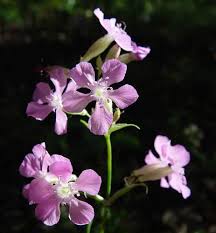 Attēlu rezultāti vaicājumam “Silene viscaria fruit”