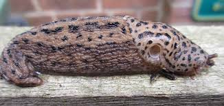 Attēlu rezultāti vaicājumam “Limax maximus”