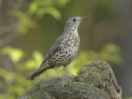 Attēlu rezultāti vaicājumam “Turdus viscivorus juvenile”
