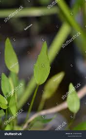 Attēlu rezultāti vaicājumam “Ranunculus flammula leaf”
