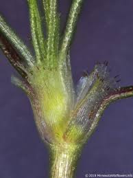 Attēlu rezultāti vaicājumam “Najas minor leaf”