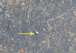 USGS Multimedia Gallery: Larval Acipenseriformes