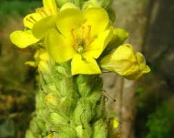 Attēlu rezultāti vaicājumam “Verbascum densiflorum bud”