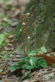Attēlu rezultāti vaicājumam “Pyrola rotundifolia”