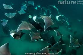 Image result for Mobula munkiana