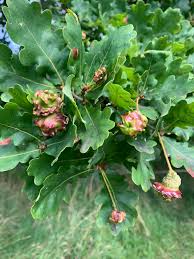 Attēlu rezultāti vaicājumam “Quercus robur male flower”