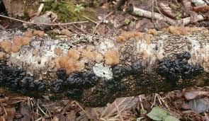 Attēlu rezultāti vaicājumam “Exidia cartilaginea”