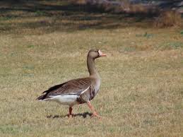 Attēlu rezultāti vaicājumam “Anser albifrons”