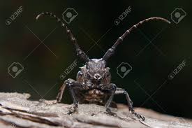 Attēlu rezultāti vaicājumam “Lamia textor”