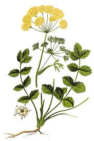 Image result for Pimpinella saxifraga