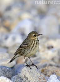 Image result for Anthus petrosus