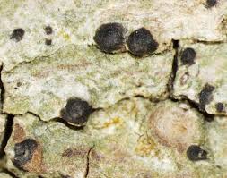 Attēlu rezultāti vaicājumam “Acrocordia gemmata”