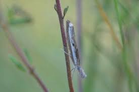 Attēlu rezultāti vaicājumam “Platytes alpinella”