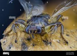 Attēlu rezultāti vaicājumam “Lipoptena cervi”