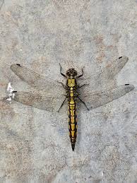 Attēlu rezultāti vaicājumam “Orthetrum cancellatum male”