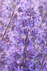 Attēlu rezultāti vaicājumam “Nepeta x faassenii leaf”