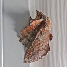 Attēlu rezultāti vaicājumam “Lasiocampidae”