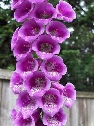 Attēlu rezultāti vaicājumam “Digitalis purpurea”
