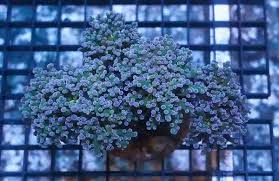 Attēlu rezultāti vaicājumam “Octospora splachnophila”