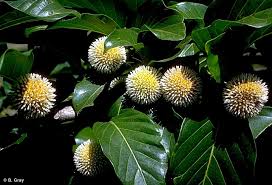 Attēlu rezultāti vaicājumam “Galega orientalis fruit”