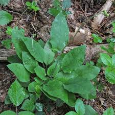 Attēlu rezultāti vaicājumam “Hieracium murorum flower”