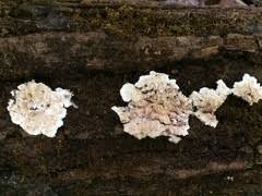 Attēlu rezultāti vaicājumam “Steccherinum bourdotii”