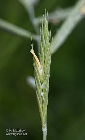 Attēlu rezultāti vaicājumam “Brachypodium pinnatum”