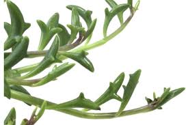 Attēlu rezultāti vaicājumam “Senecio”