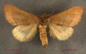 Attēlu rezultāti vaicājumam “Notodontidae”