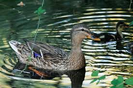 Attēlu rezultāti vaicājumam “Anas platyrhynchos female”