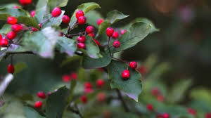 Attēlu rezultāti vaicājumam “Lonicera ferdinandii”