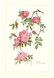 Attēlu rezultāti vaicājumam “Rosa majalis”