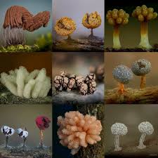 Attēlu rezultāti vaicājumam “Physarum auriscalpium sessile”