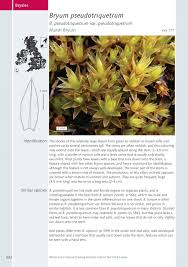 Attēlu rezultāti vaicājumam “Bryum pallens”