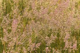 Attēlu rezultāti vaicājumam “Calamagrostis canescens”