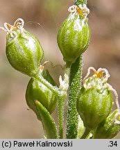 Attēlu rezultāti vaicājumam “Silene borysthenica”