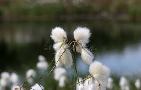 Attēlu rezultāti vaicājumam “Eriophorum angustifolium fruit”