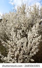 Attēlu rezultāti vaicājumam “Prunus cerasifera var. divaricata bud”