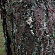 Attēlu rezultāti vaicājumam “Inonotus leporinus”