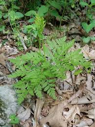 Attēlu rezultāti vaicājumam “Botrychium virginianum”