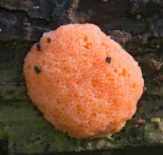 Attēlu rezultāti vaicājumam “Tubifera sp.”