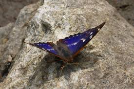 Attēlu rezultāti vaicājumam “Apatura ilia male”